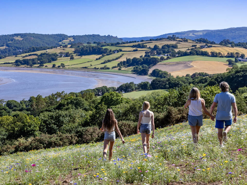 River Conwy wildflower meadow